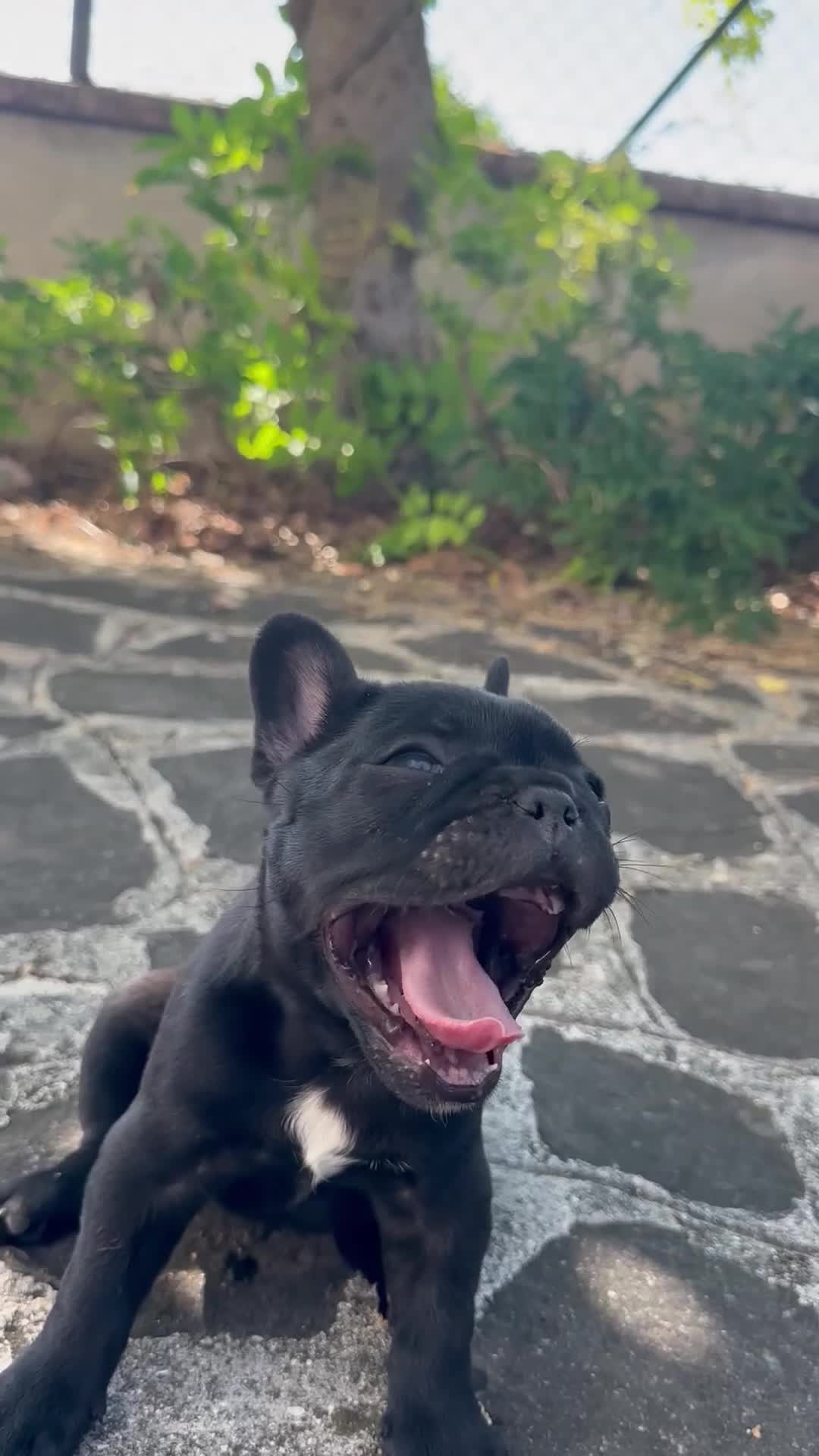 Bulldog Francese cani in vendita: bulldog francese nero tigrato  - Video 2
