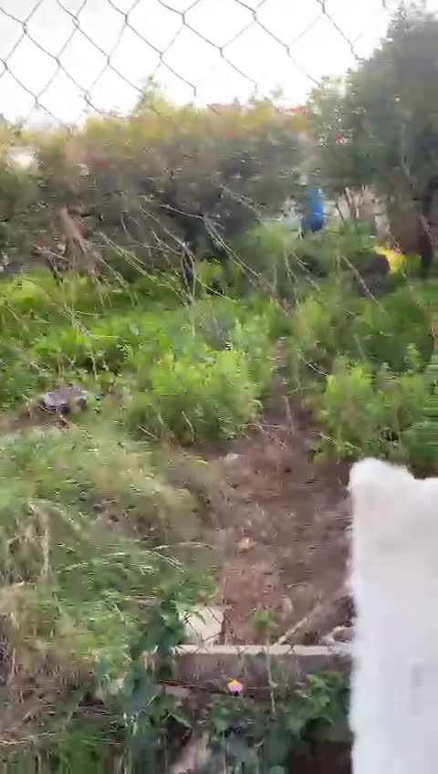 Pastore Svizzero cani in regalo: Gucci, dolcissimo pastore svizzero - Video 1