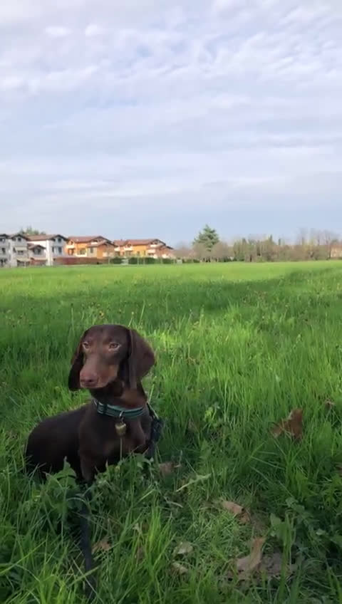 Bassotto cani in vendita: nero focato e arlecchino cioccolato  - Video 1