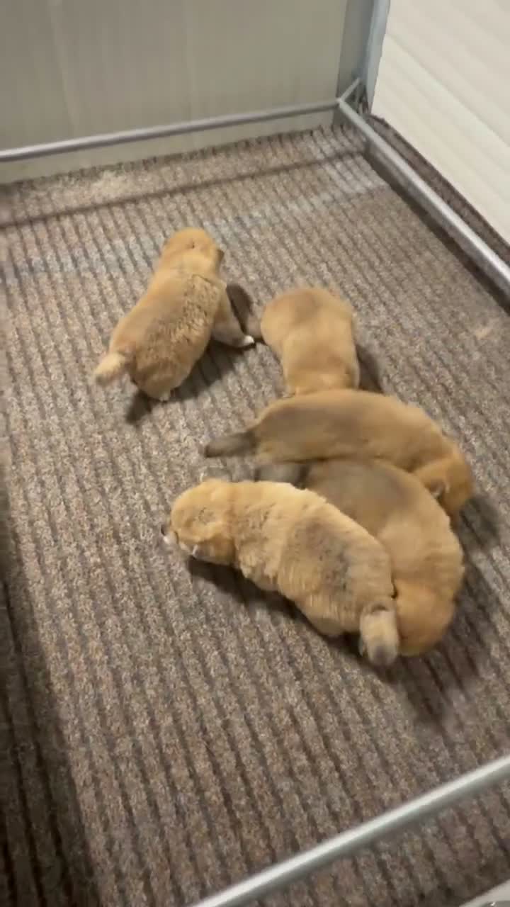 Shiba Inu cani in vendita: Shiba Inu cuccioli con Pedigree a Città Metropolitana di Firenze - Video 1