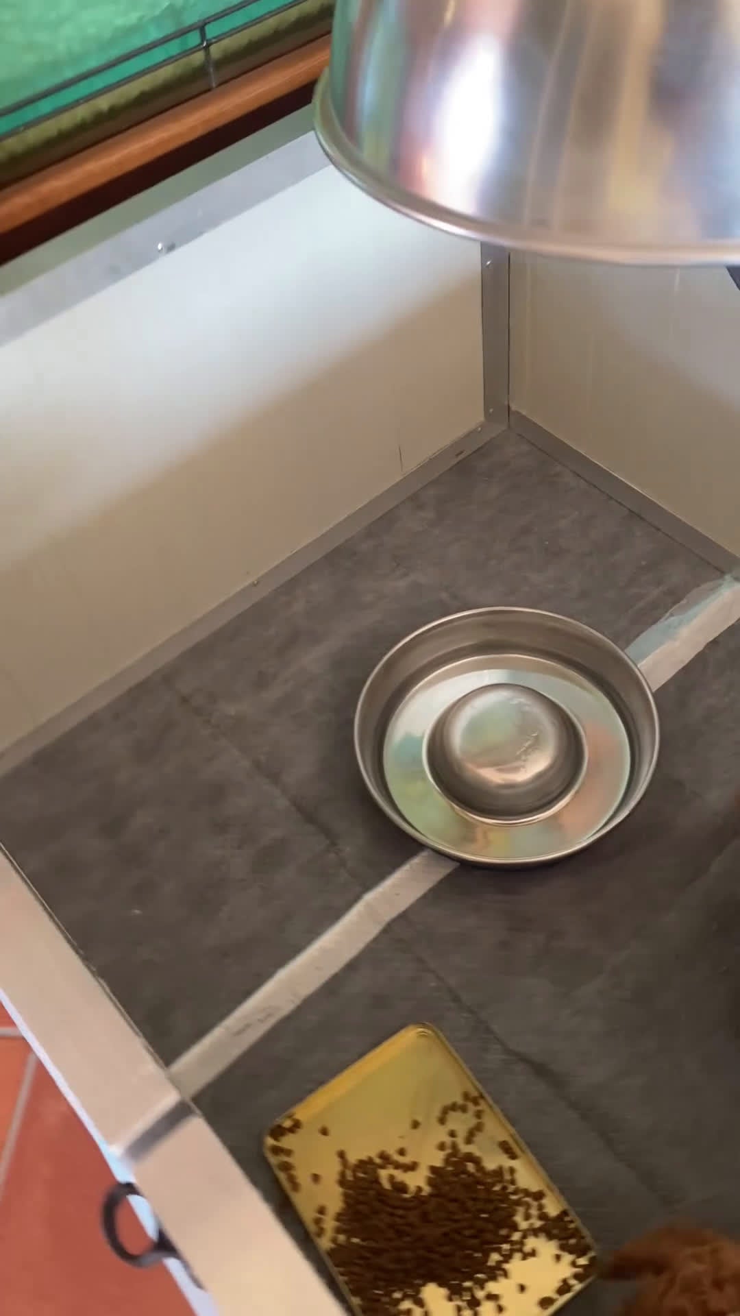 Barboncino Toy cani in vendita: Barboncini toy - Video 1