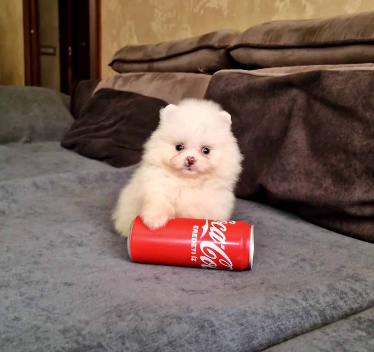 Spitz cani in vendita: Spitz di Pomerania NANO  - Video 1