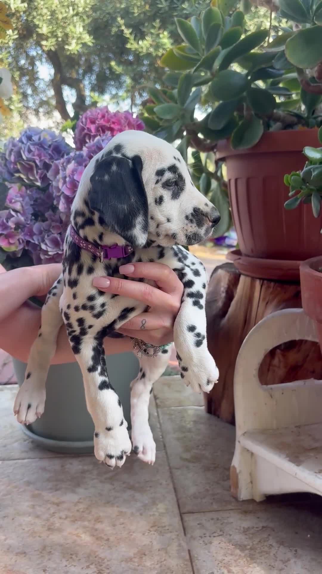 Dalmata cani in vendita: Cucciola di Dalmata - Video 1