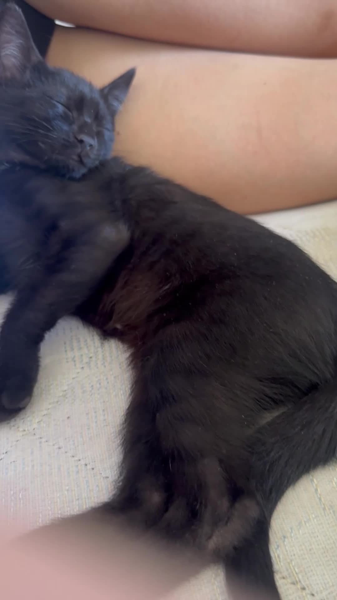 Altre razze gatti in regalo: 🩵GATTINO DOLCE IN REGALO🩷☘️ - Video 2
