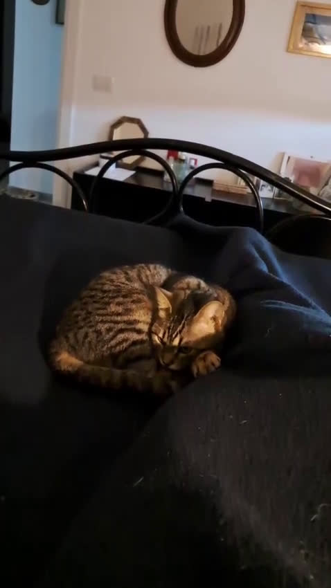 Europeo gatti in regalo: Ombra tigratina - Video 1