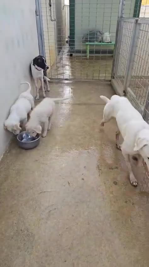 Meticcio cani in regalo: Massy: cucciolone incrocio bracco dolcissimo  - Video 1