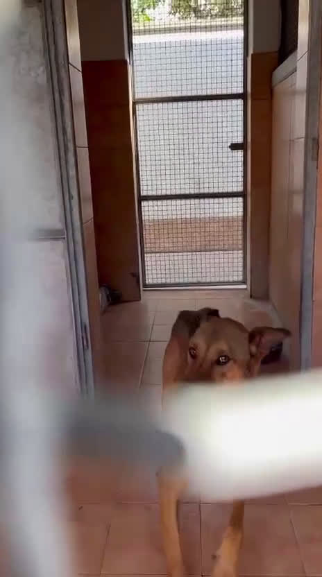 Affenpinscher cani in regalo: ULISSE LUPETTO - Video 3