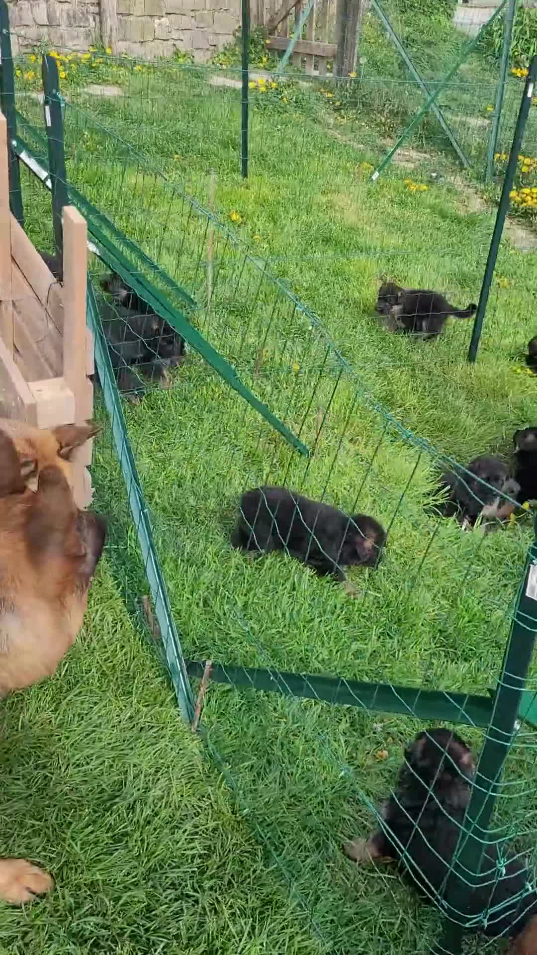 Pastore Tedesco cani in vendita: Cuccioli di pastore tedesco a pelo lungo  a Provincia di Pavia - Video 1