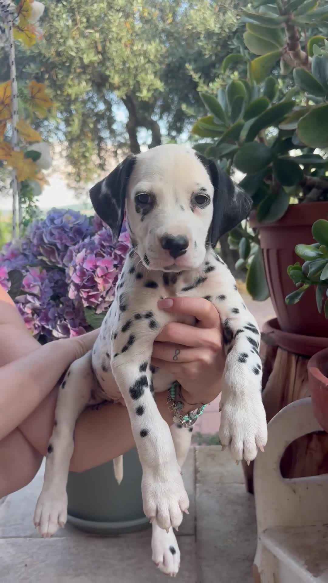 Dalmata cani in vendita: Cucciolo di Dalmata - Video 1