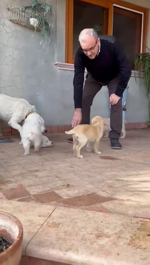 Meticcio cani in regalo: SHIVA 🩷-cucciola pastore musetto vispo, cerca 🏠  - Video 1