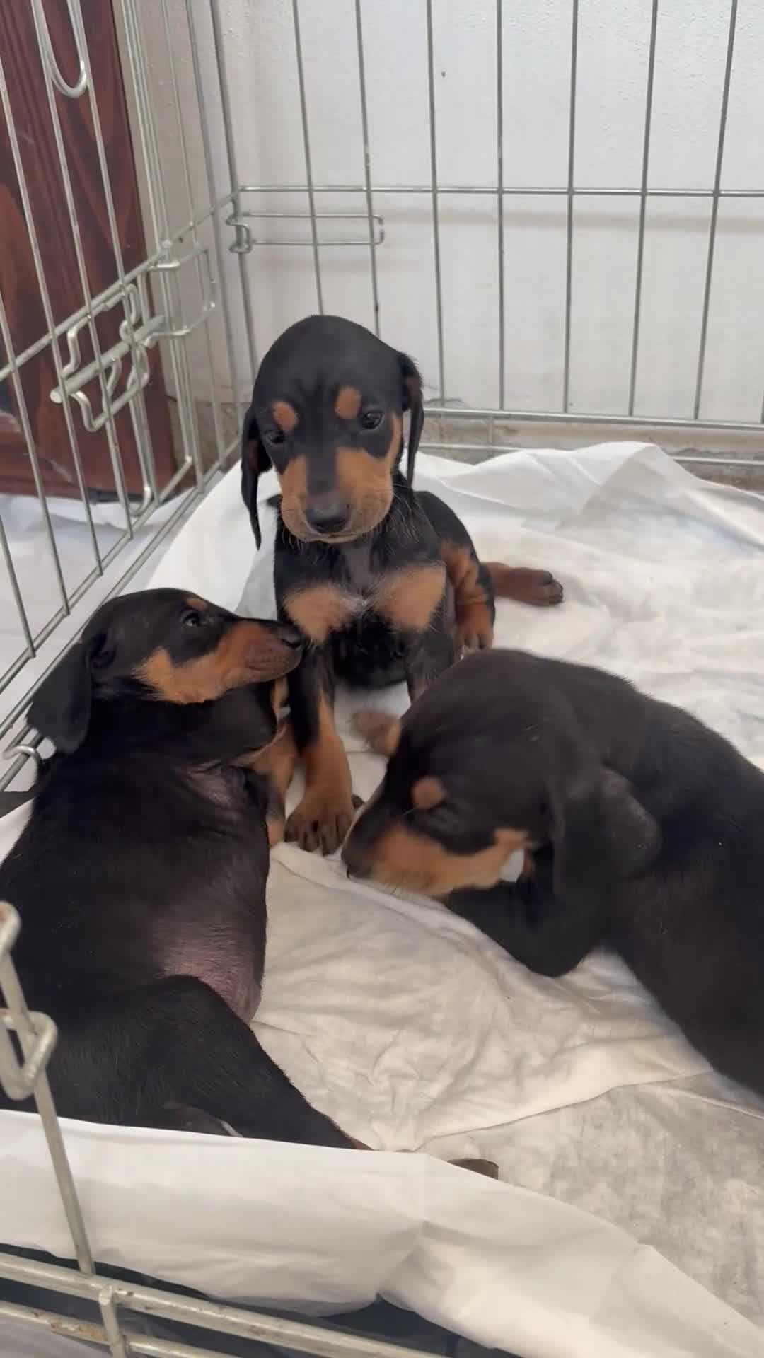 Meticcio cani in regalo: Cuccioli meticci  - Video 1