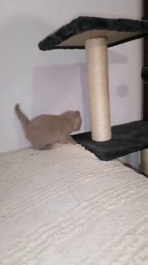 Scottish gatti in vendita: Scottish fold e straight - Video 3