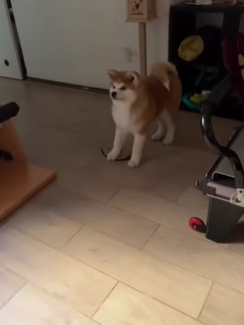 Akita Inu cani in vendita: Ultima cucciola di 6  - Video 1