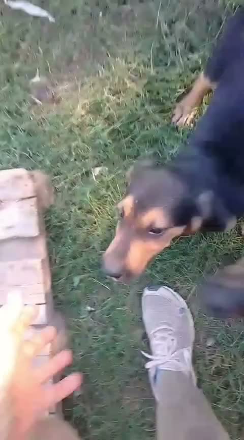 Segugio cani in regalo: Poldo, 3 mesi, taglia media - Video 1