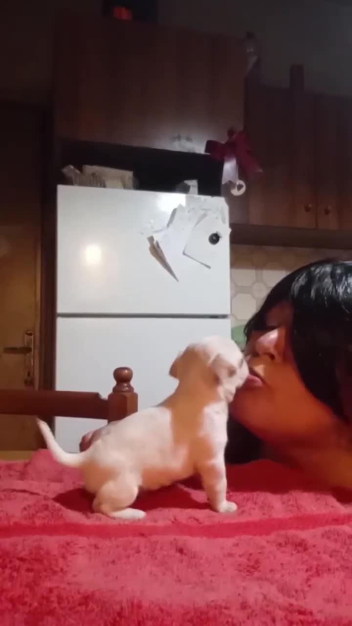 Chihuahua cani in vendita: Cuccioli di chihuahua pedigree ENCI  - Video 1