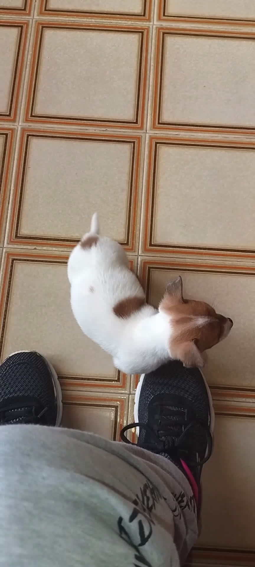 Jack Russell cani in vendita: Cucciole jack russel  - Video 1