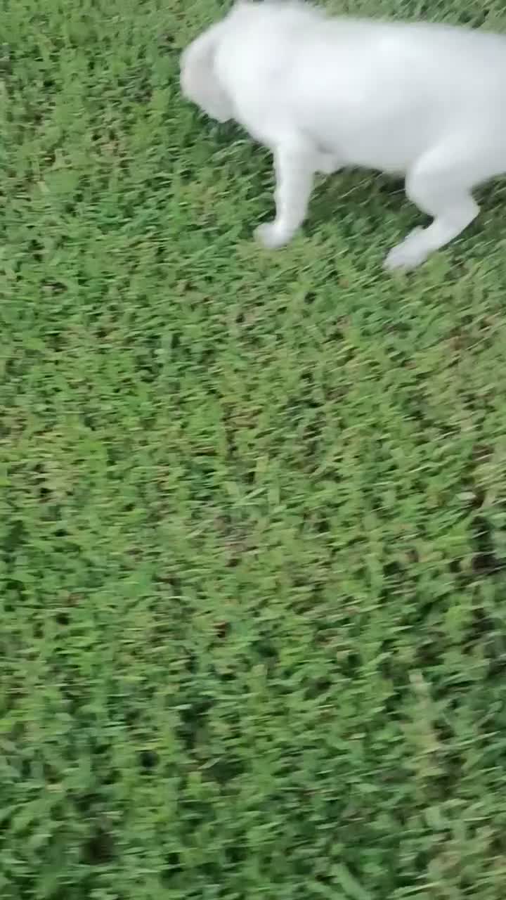 Meticcio cani in regalo: Totò cerca casa - Video 1