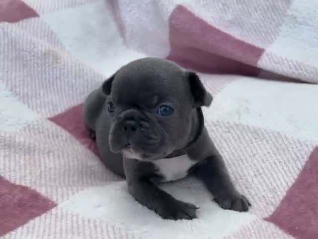 Bulldog Francese cani in vendita: Cuccioli bulldog francese esotici blu - Video 1