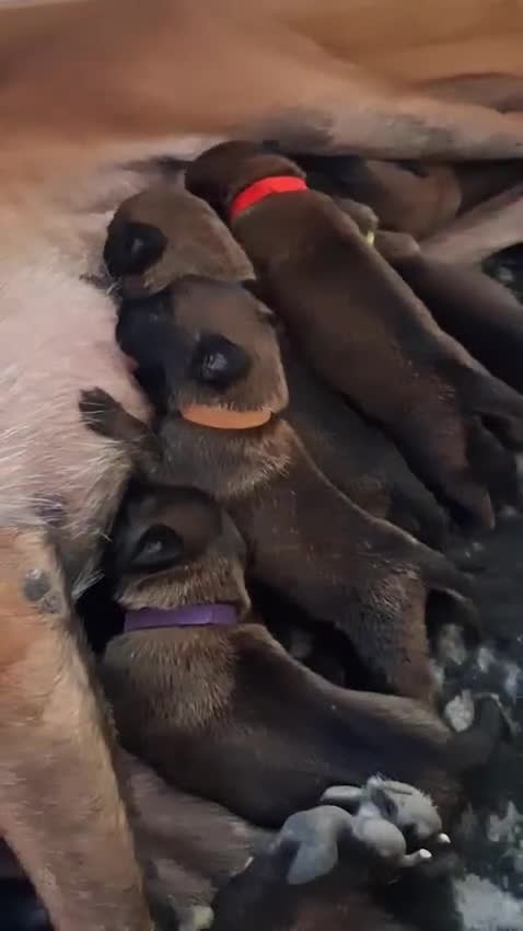 Pastore Belga cani in vendita: Cuccioli pastore belga malinois - Video 1
