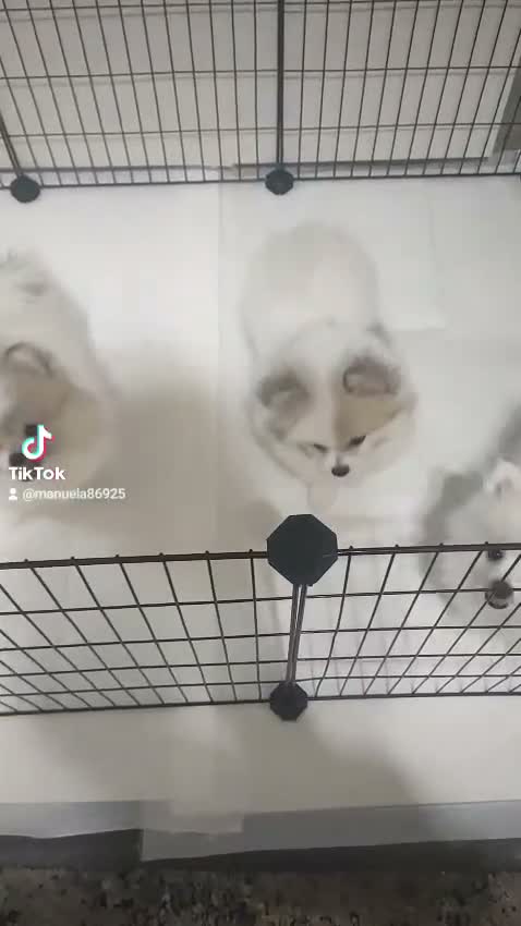 Volpino Pomerania cani in vendita: Volpino pomerania - Video 2