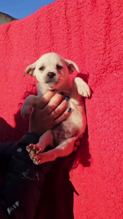 Meticcio cani in regalo: ELIOS: 2 MESI TAGLIA PICCOLA  - Video 1