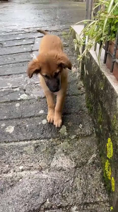 Meticcio cani in regalo: Vicky cucciola in adozione  a Città Metropolitana di Torino - Video 3
