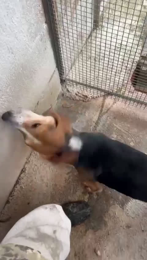 Beagle cani in regalo: NAPOLEONE MIX BEAGLE 4 ANNI SI DISPERA NEL SUO BOX - Video 1