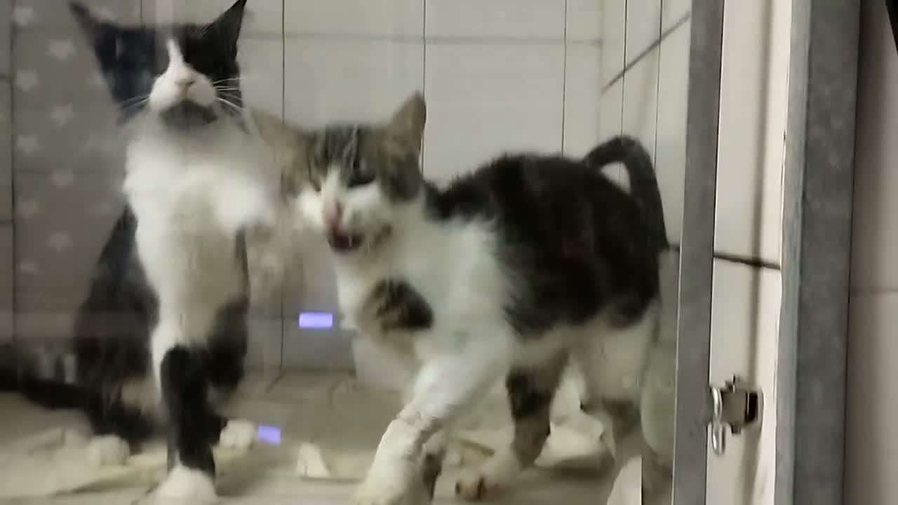 Europeo gatti in regalo: Orlando e medoro - Video 1