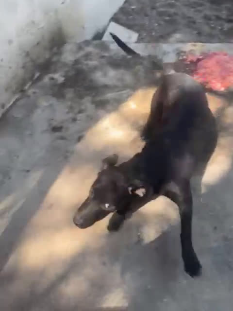 Meticcio cani in regalo: KLIZIA allegra e simpatica - Video 1