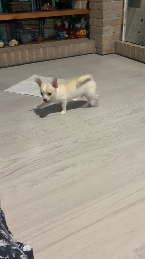 Chihuahua cani in vendita: Cucciolo Chihuahua pelo corto - Video 1