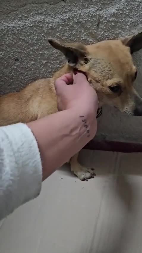 Meticcio cani in regalo: IDA: 4 KG, 1 ANNO - Video 1