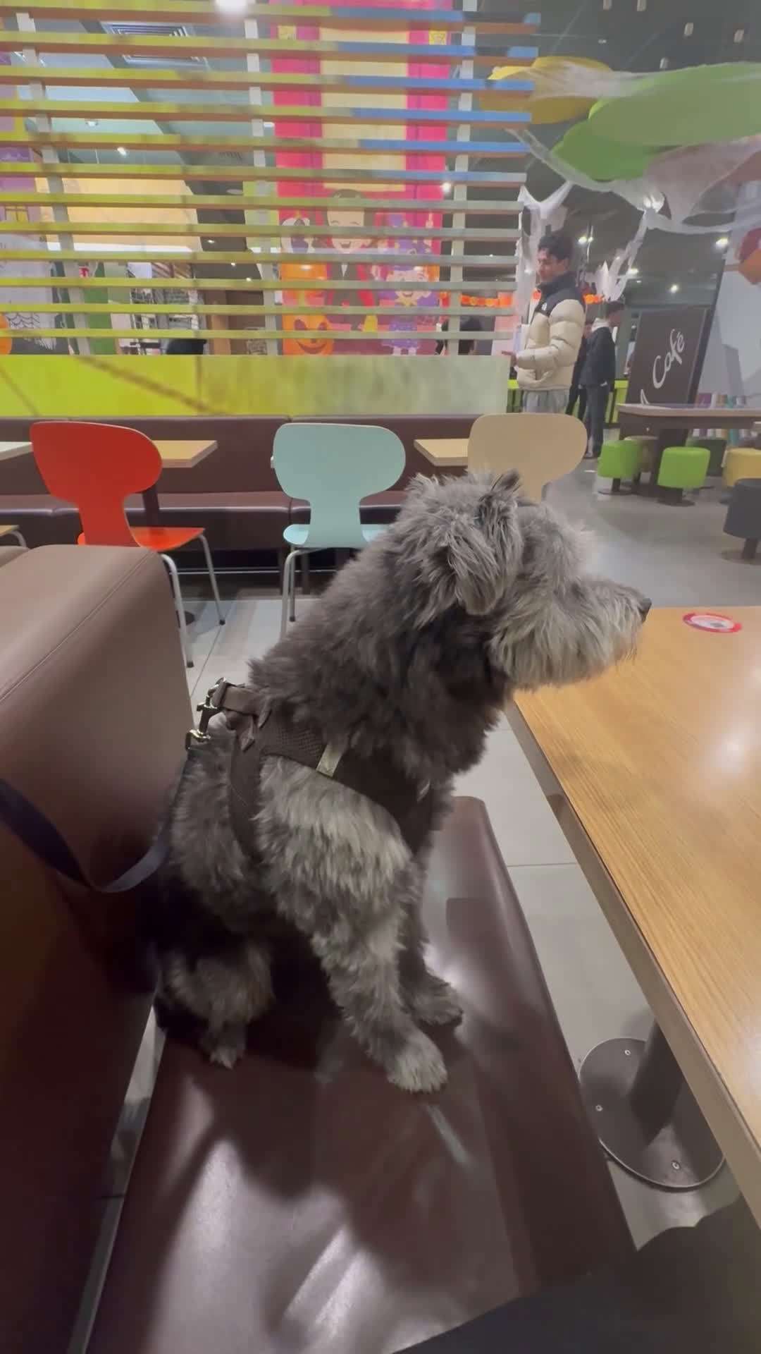 Meticcio cani per accoppiamento: cerco cane femmina per accoppiare  - Video 1