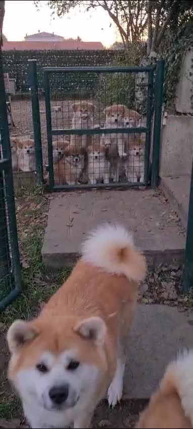 Akita Inu cani in vendita: CUCCIOLI DI AKITA LOMBARDIA  - Video 1