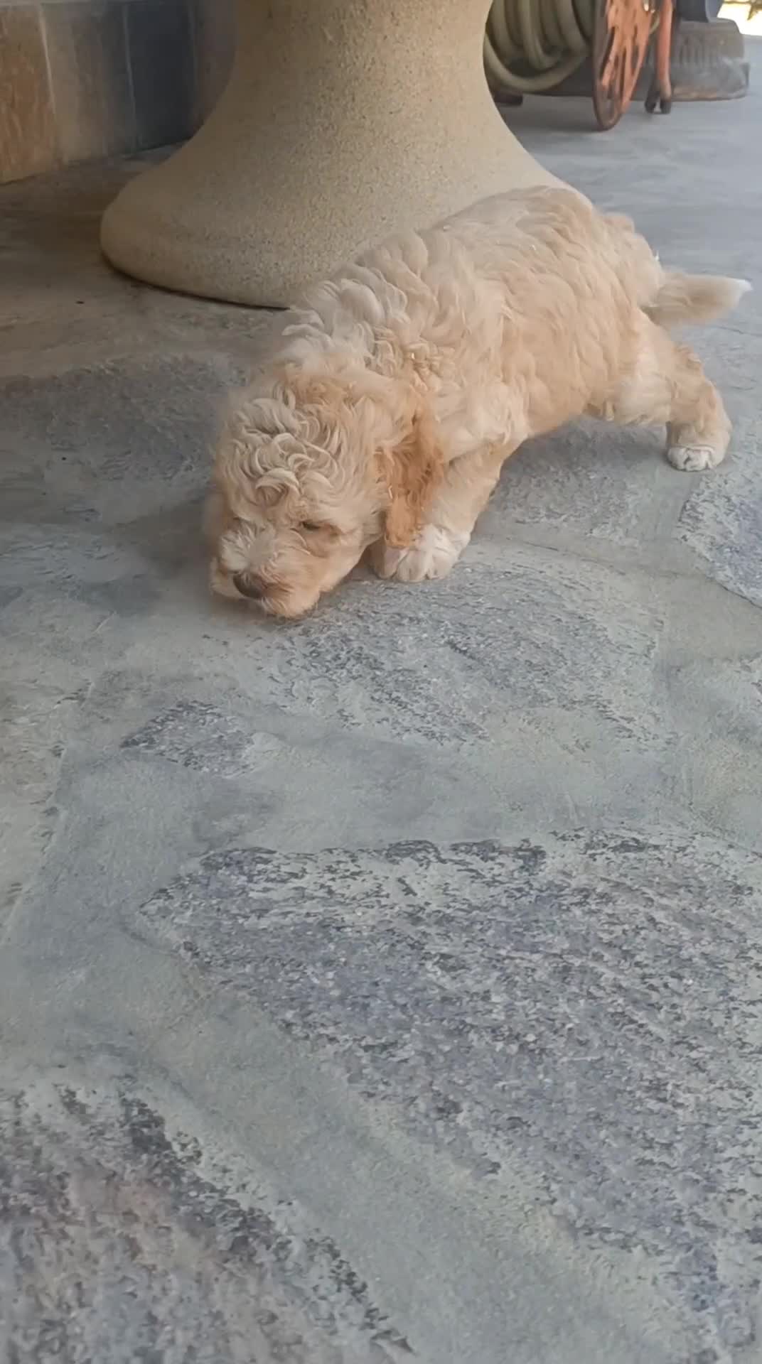 Lagotto cani in vendita: Cuccioli di Lagotto Romagnolo con Pedigree Roi  - Video 1