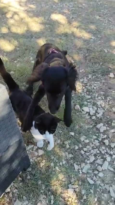 Meticcio cani in regalo: KEYLI cucciola taglia medio piccola - Video 4