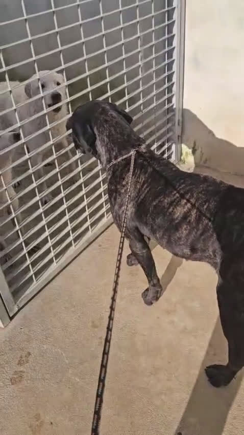 Cane Corso cani in regalo: Lucia: cane corso maltrattata dolcissima  - Video 3