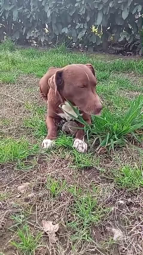 Meticcio cani in regalo: Charlie! (15kg-2 anni)  - Video 2