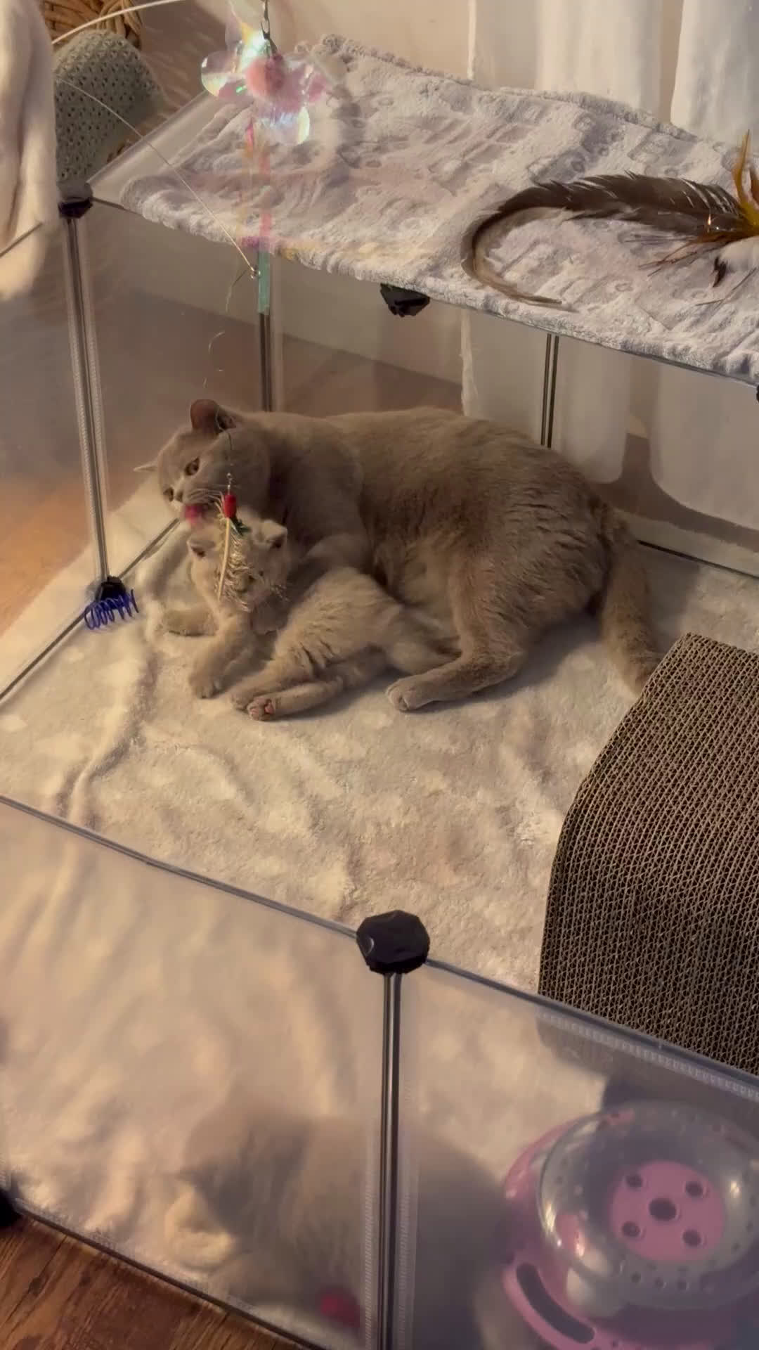 British gatti in vendita: British Shorthair  - Video 2