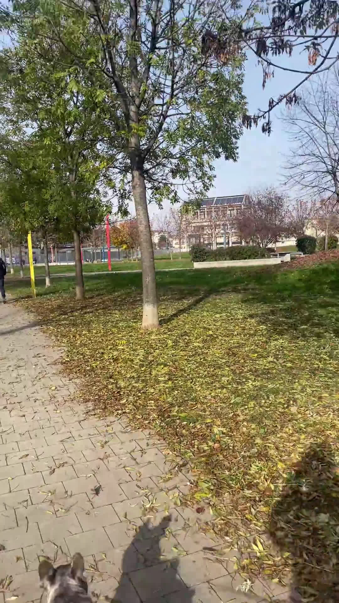 Bulldog Francese cani per accoppiamento: Bulldog Francese per accoppiamento - Video 2