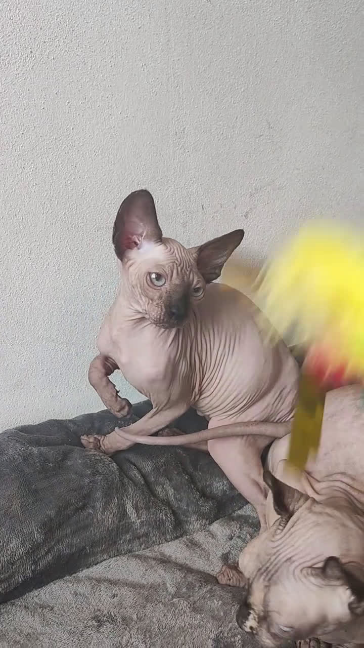 Sphynx gatti in vendita: GATTINO MASCHIO ELFO STRAIGHT SPHYNX GATTO NUDO  - Video 1