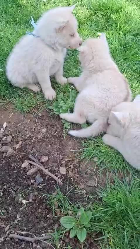 Husky cani in vendita: Siberian husky  - Video 2