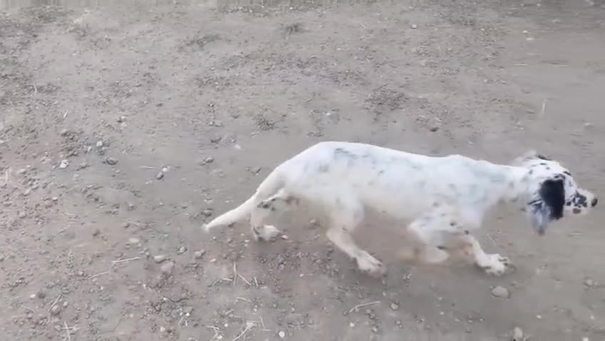 Setter Inglese cani in vendita: Cuccioli Setter Inglese a Città metropolitana di Roma Capitale - Video 2