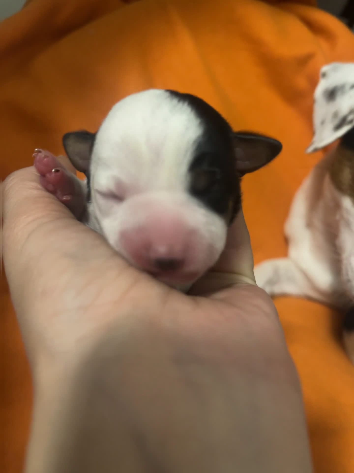 Jack Russell cani in vendita: ultima cucciola - Video 1
