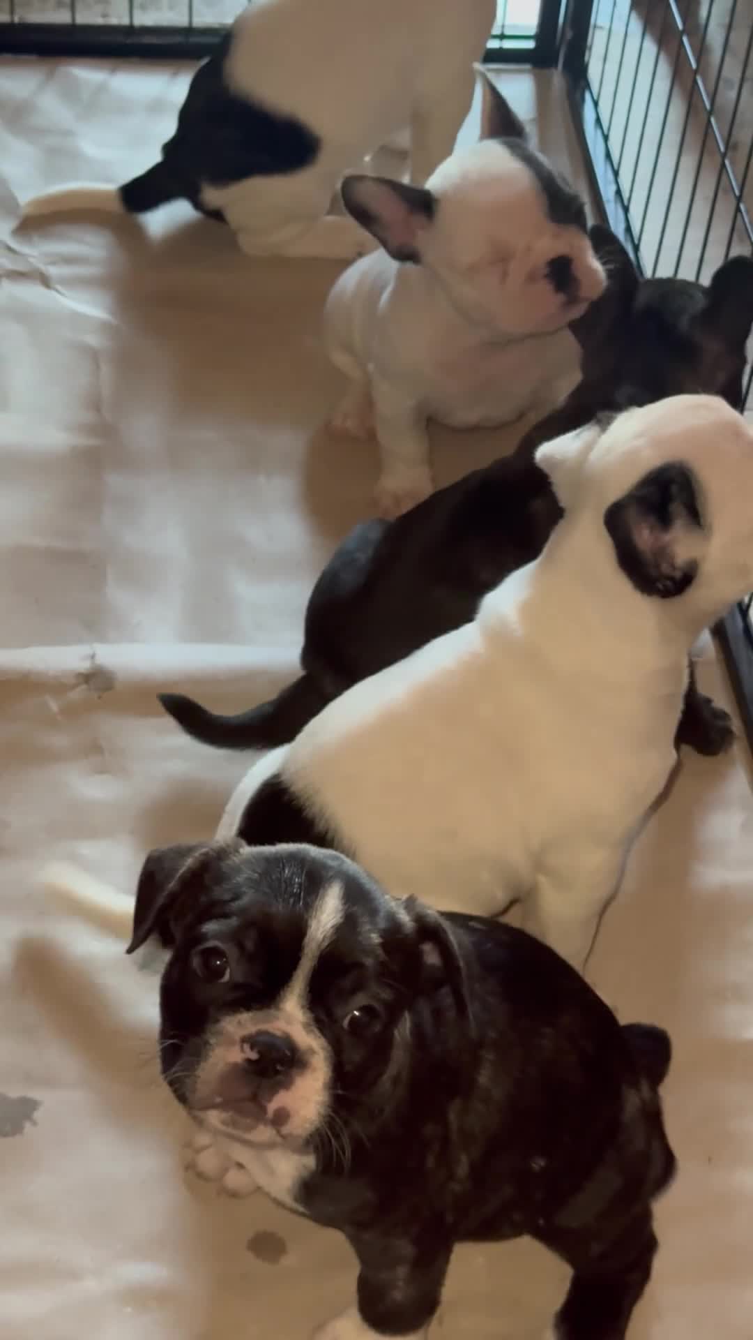 Bulldog Francese cani in vendita: Cuccioli di bulldog Francesce  a Provincia di Campobasso - Video 1