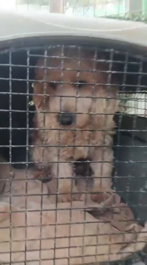 Lagotto cani in regalo: Fluffy simil lagotto tutto arruffato da adottare - Video 1