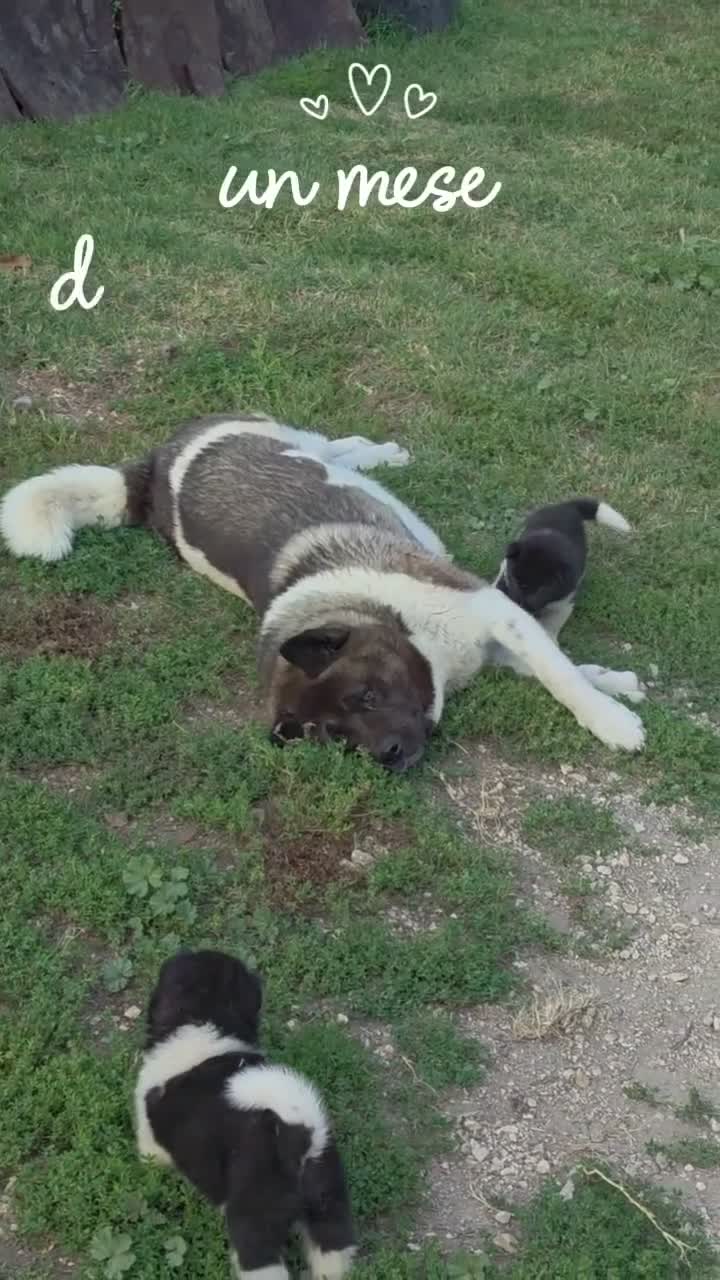 Akita Americano cani in vendita: Cuccioli Akita Americano  - Video 1