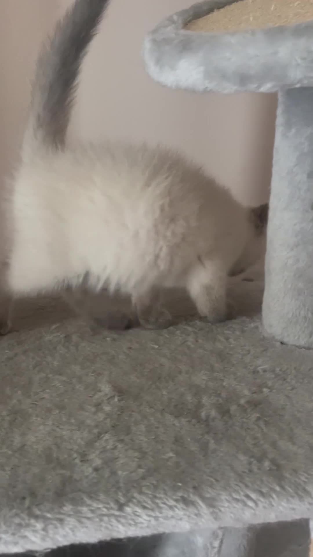 Scottish gatti in vendita: Gattine scottish straight point manto silver - Video 2
