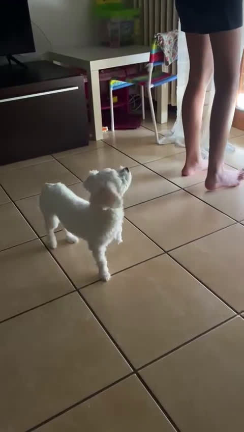 Maltese cani in vendita: Maltese Toy  a Provincia di Arezzo - Video 1