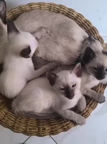 Thai gatti in vendita: Cuccioli Old Style Siamese, microchip e Pedigree - Video 1