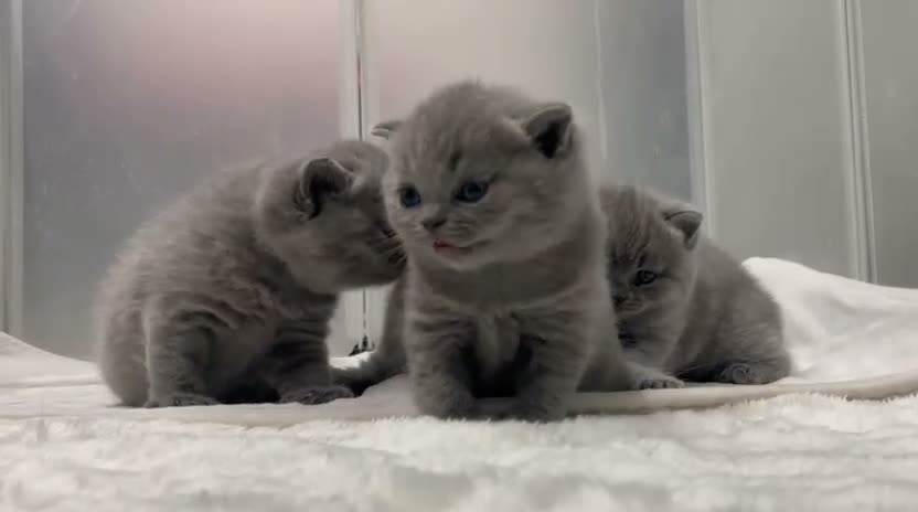 British gatti in vendita: British shorthair cucciolo - Video 1